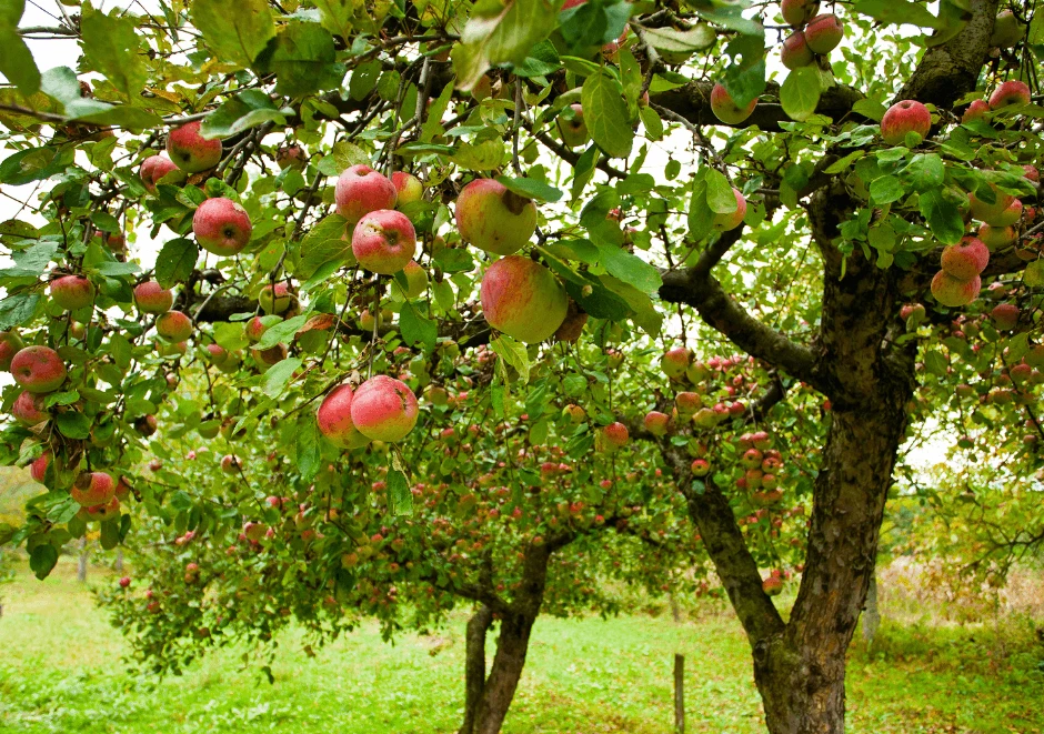 00940661832-appletrees-1-17017977356981.png