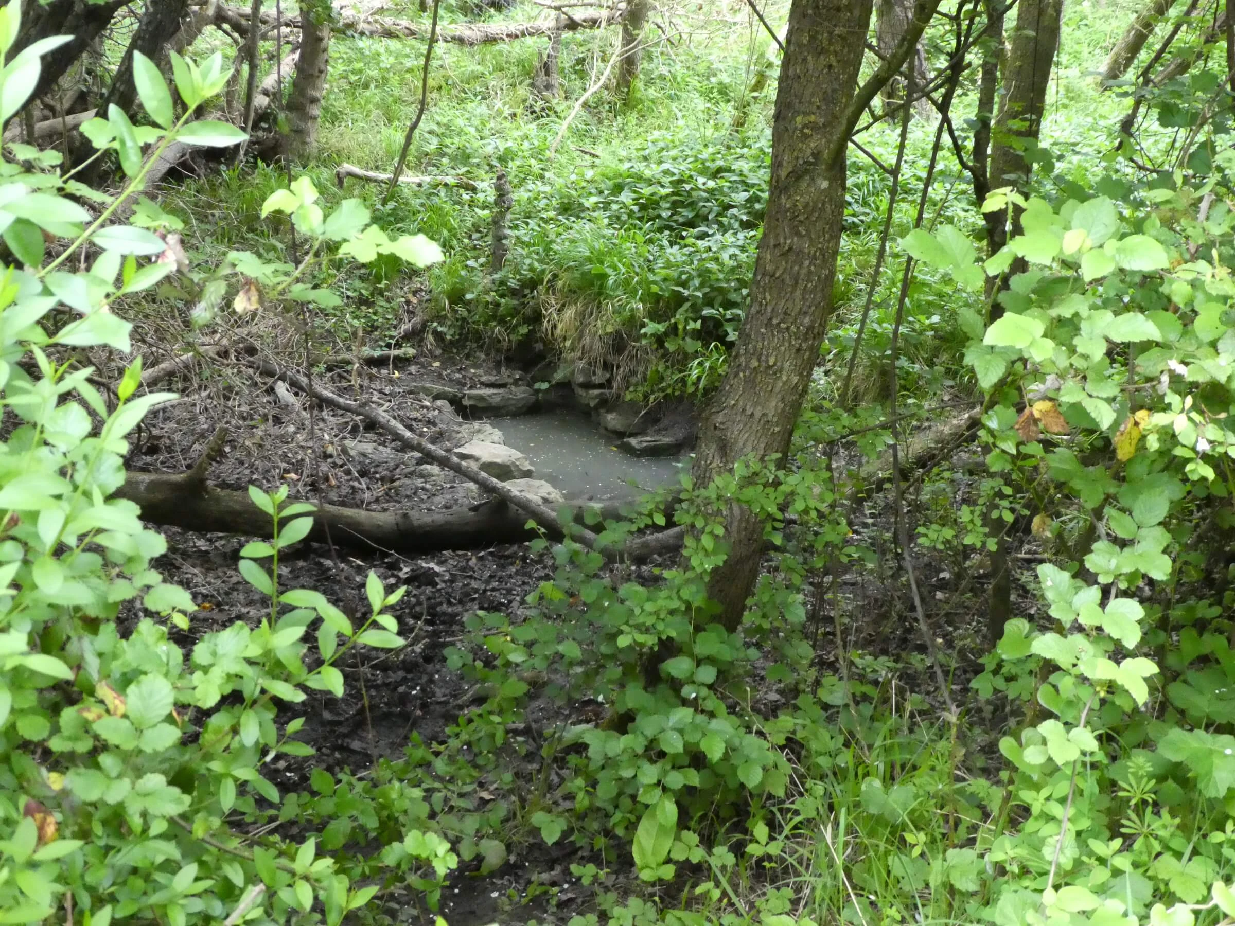 The Spiritual Gardener : Energy healing in the landscape