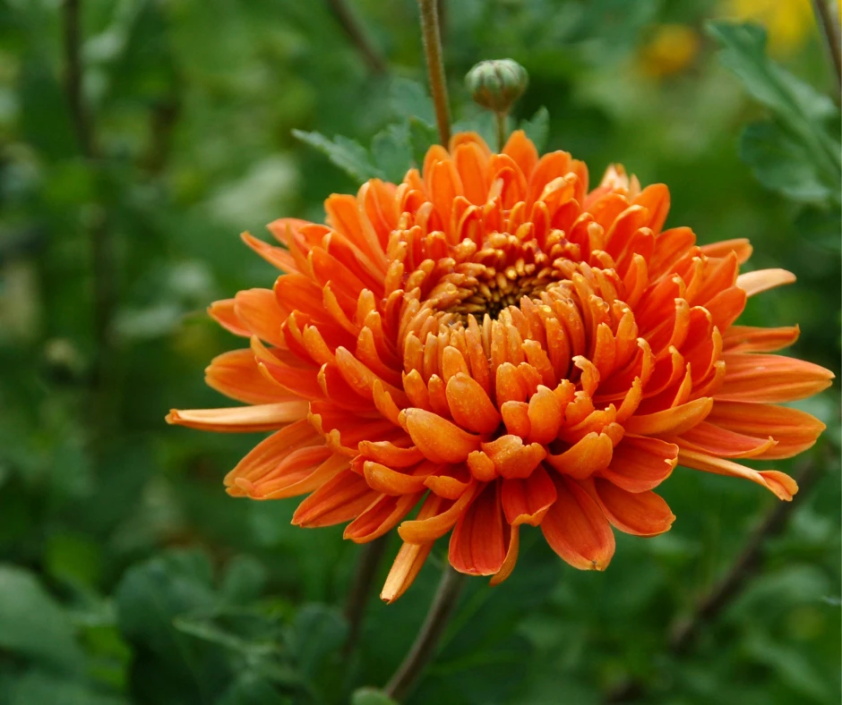 Chrysanthemum: A Plant Ally for Thresholds and Endurance