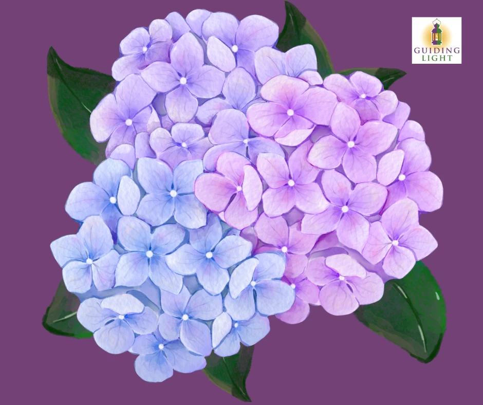 Hydrangea: The Emotional Cartographer