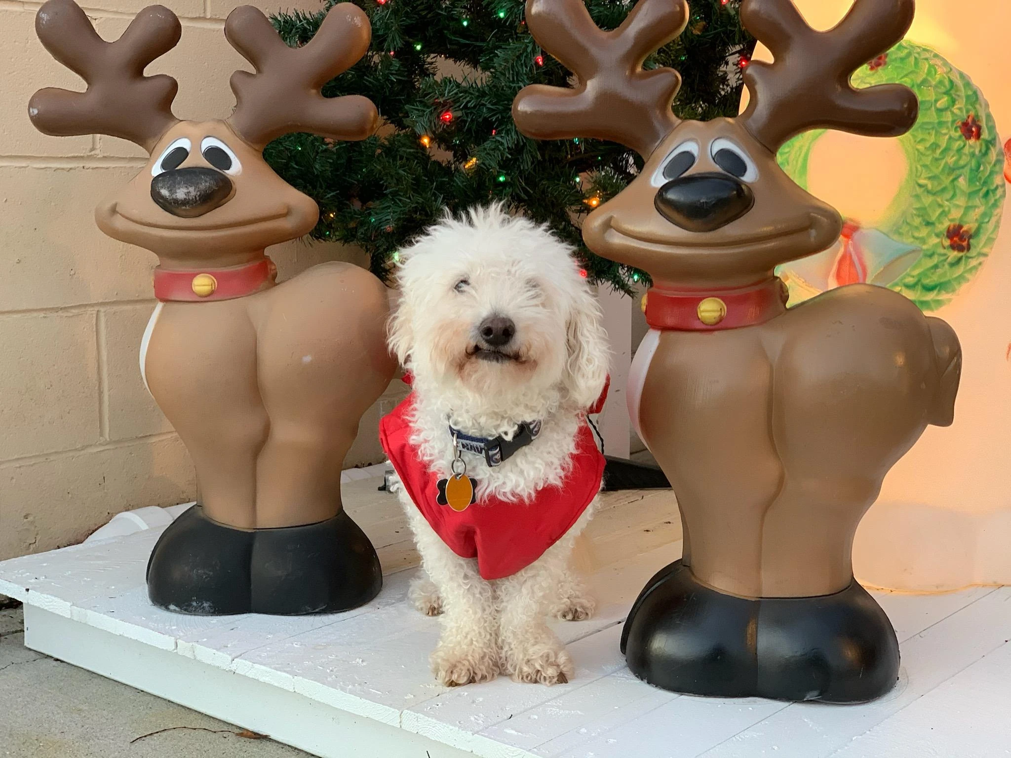 Lessons from My Dog Louie