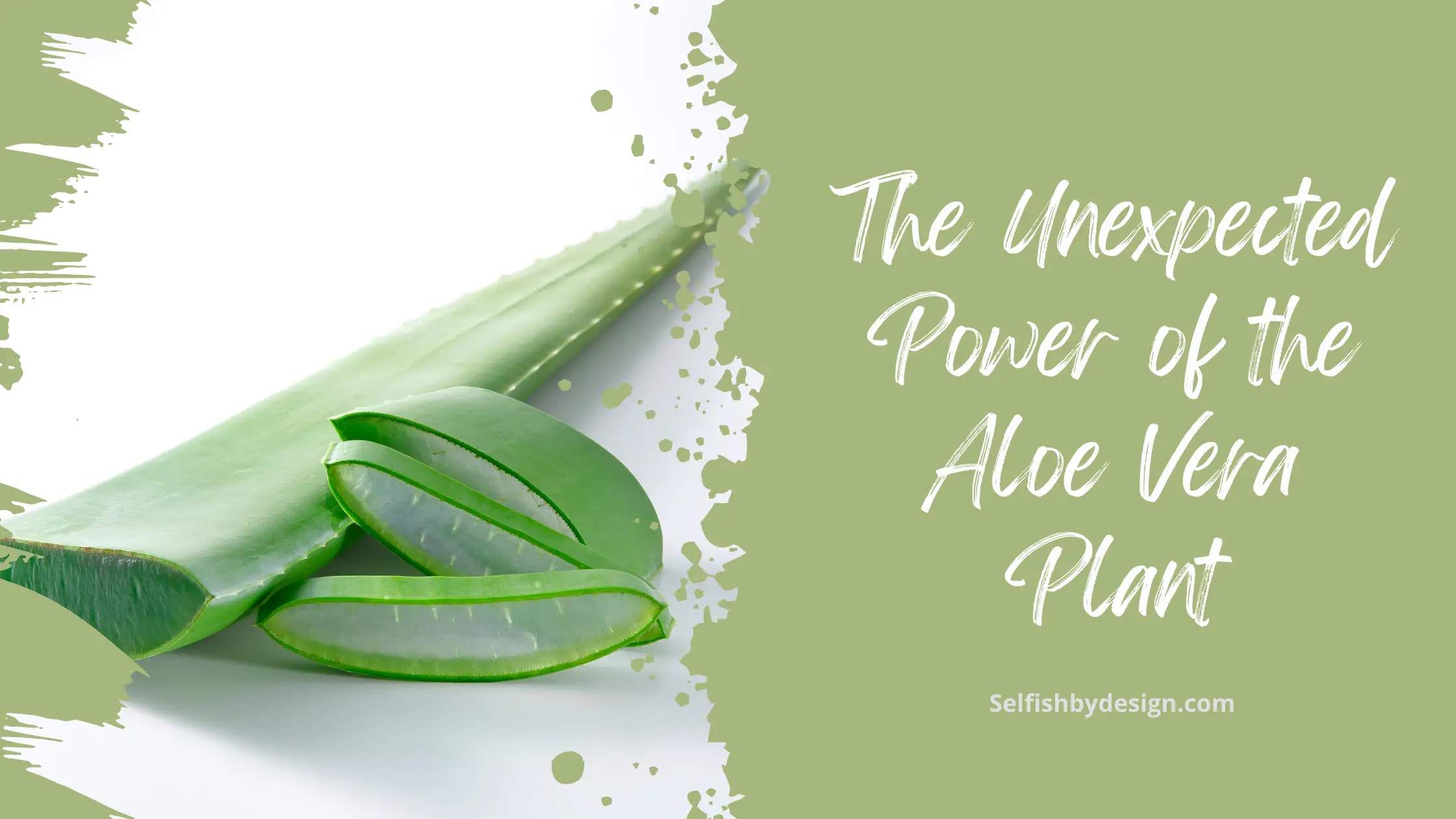 The Unexpected Power of the Aloe Vera Plant