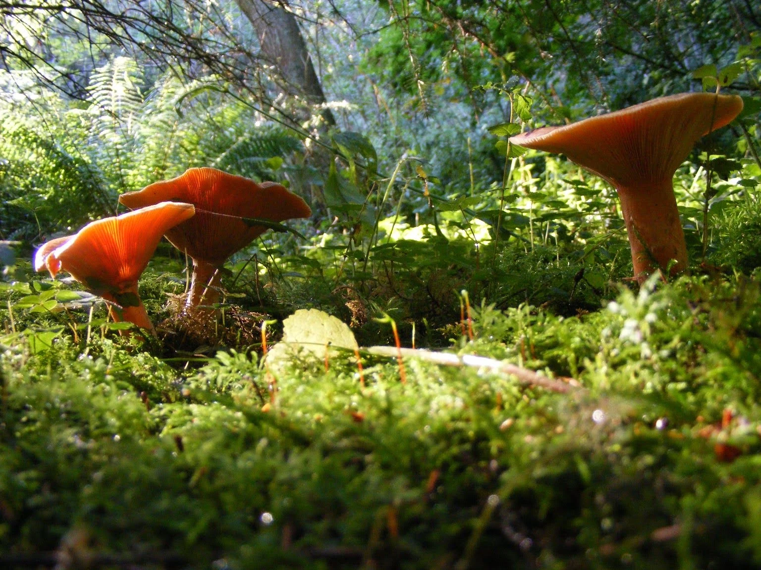r239-fairy-toadstools-17074830556147.jpeg