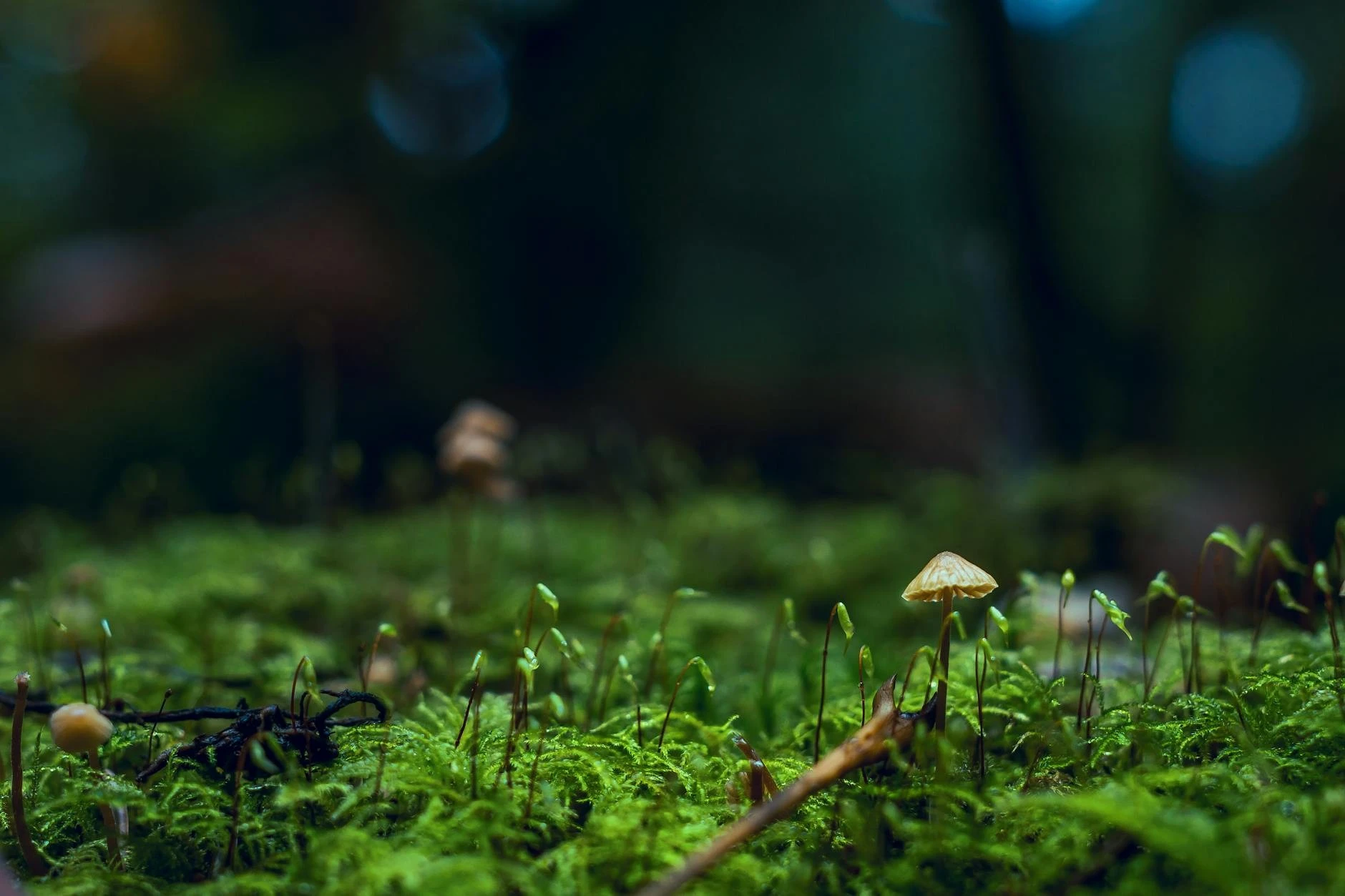 00188012592529-pexels-photo-1643402-17452668634192.jpeg