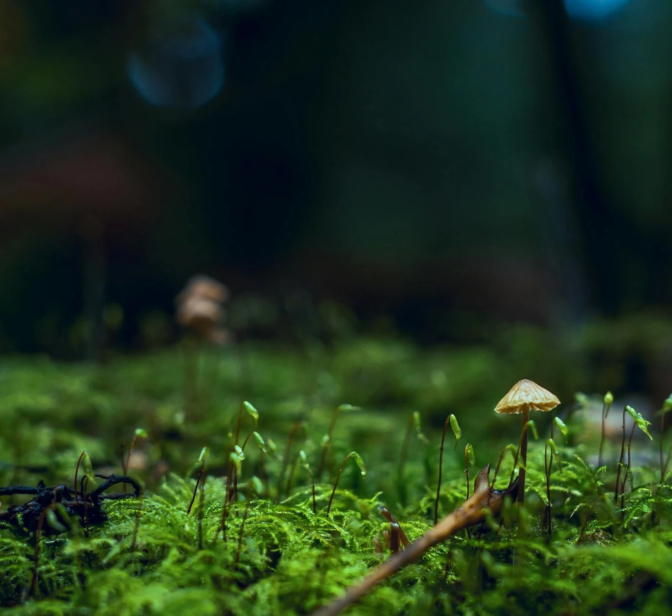 2550136712532585-pexels-photo-1643402-17452668634192.jpeg