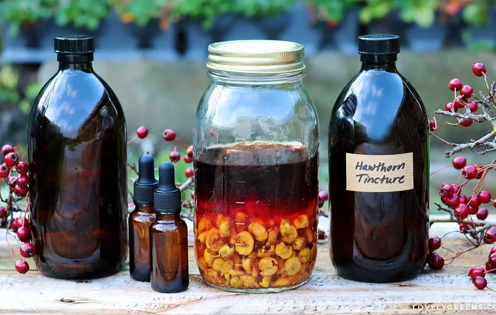 39010006342512-hawthorn-tincture-recipe-1745267468926.jpg