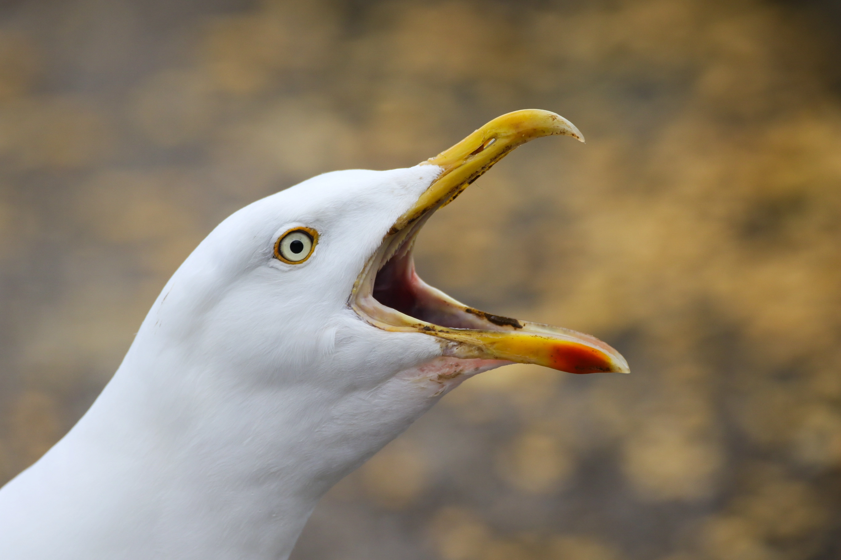 1043-seagul-17378402451842.jpg