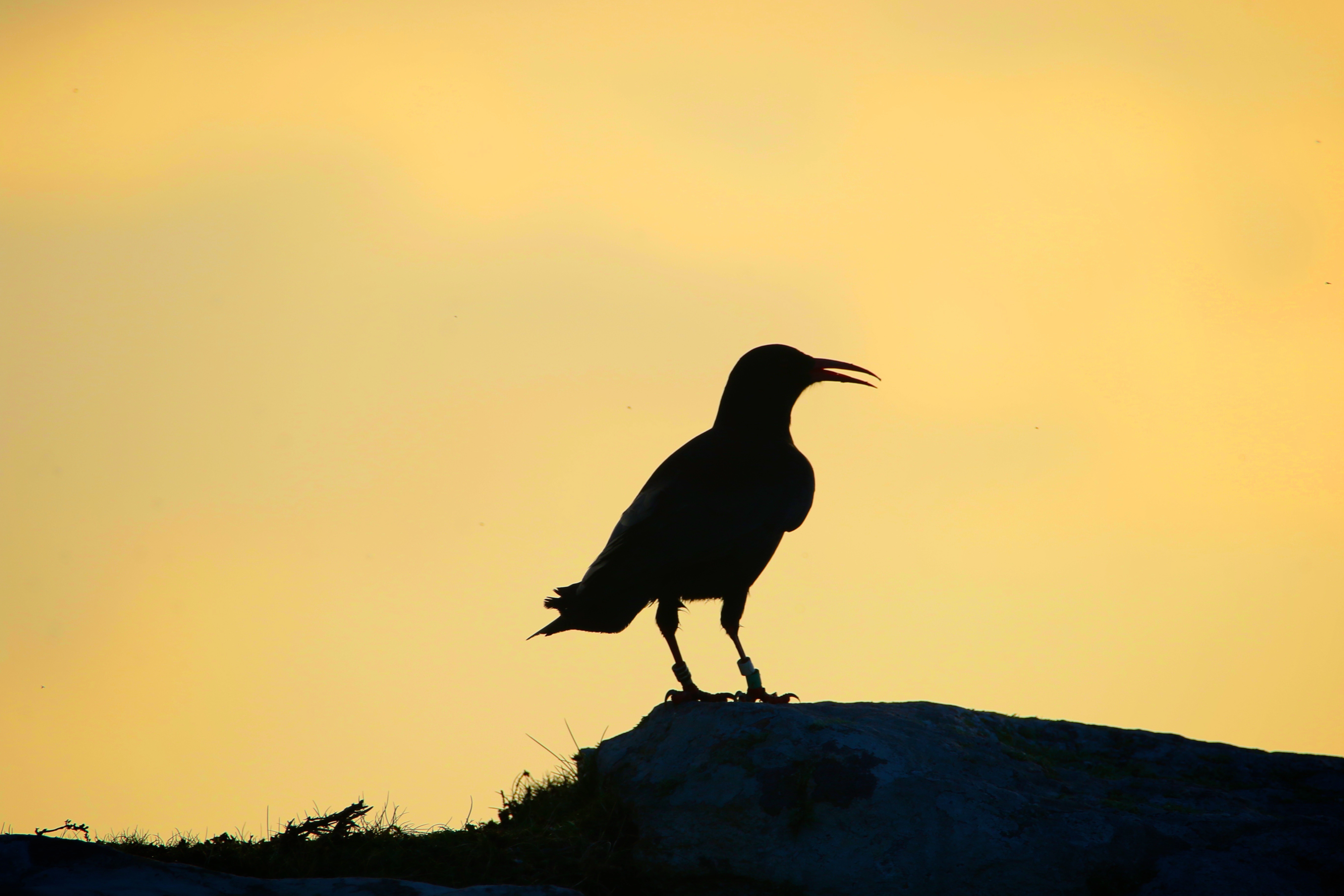 1196-chough-at-dawn1-17366292346688.jpg