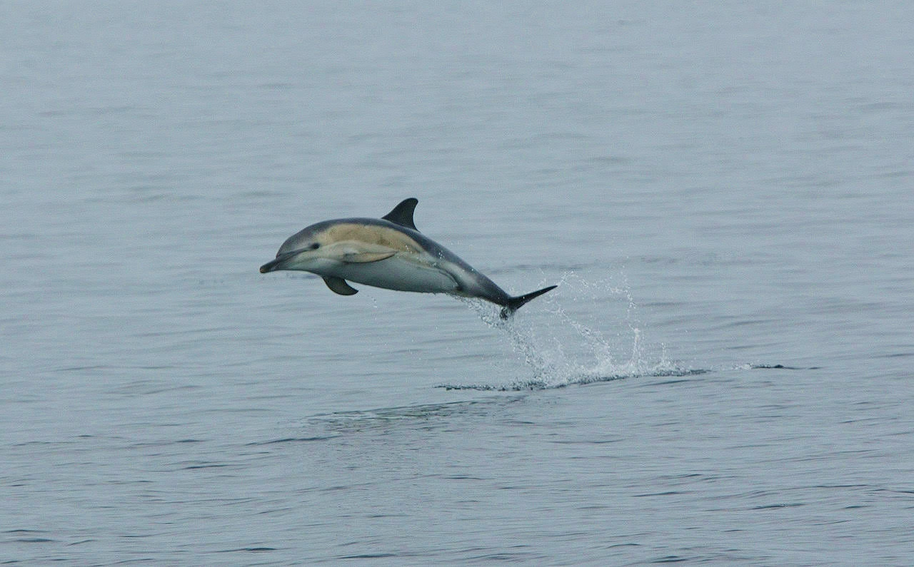 1321-common-dolphin-17381891043953.jpg