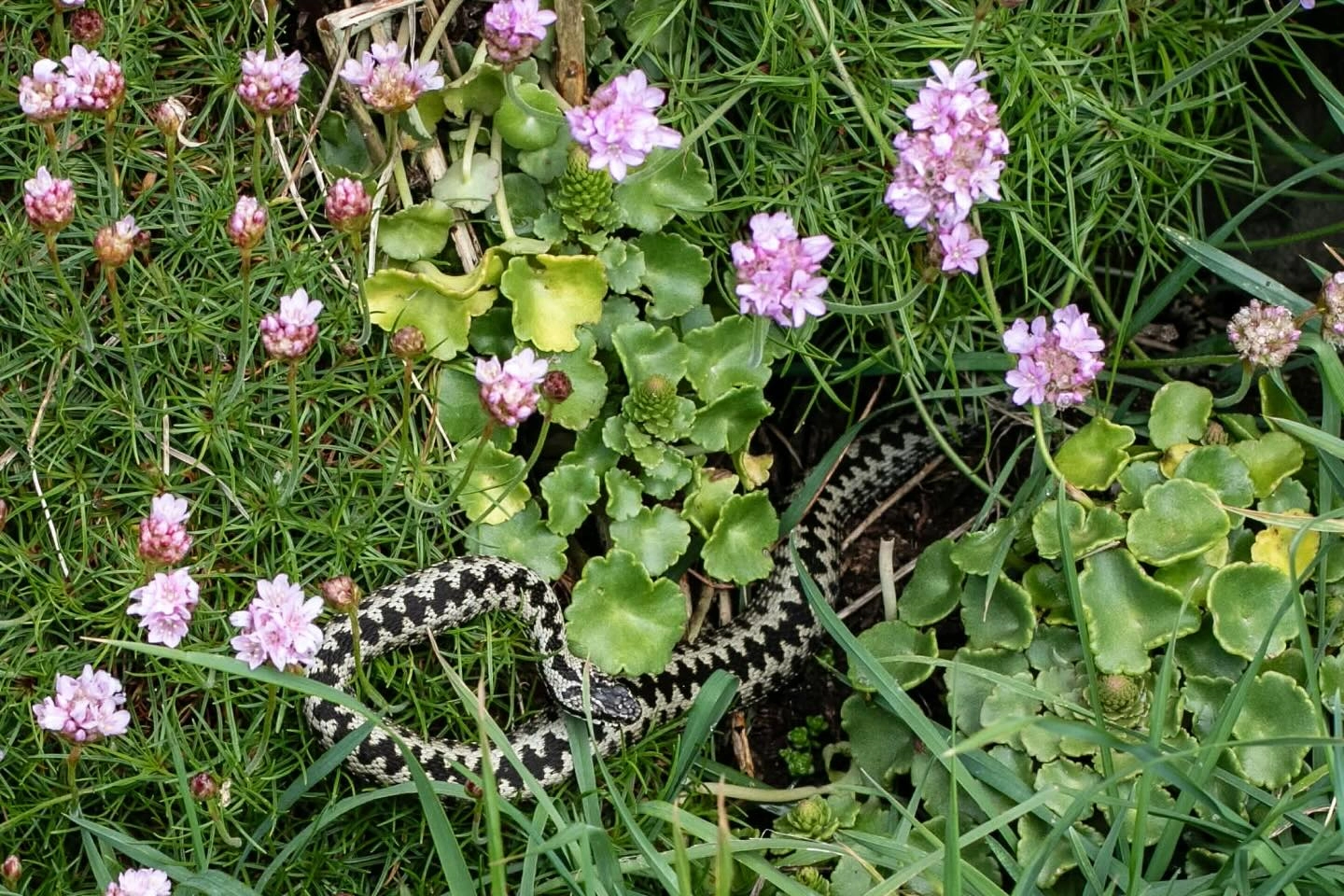 Welcoming Spring: How to Be a Good Guest on Our Coast