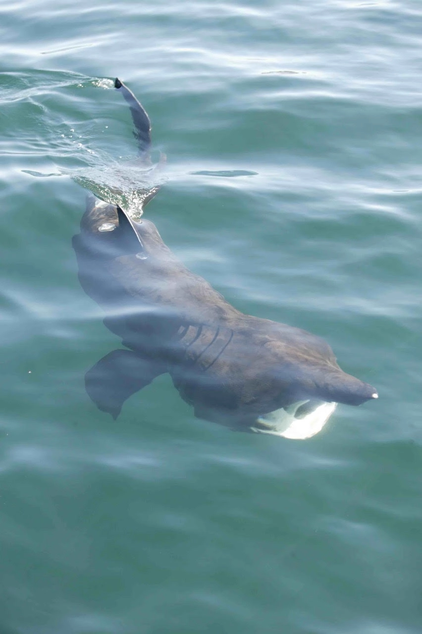 r61-basking-shark-17381888531509.jpg