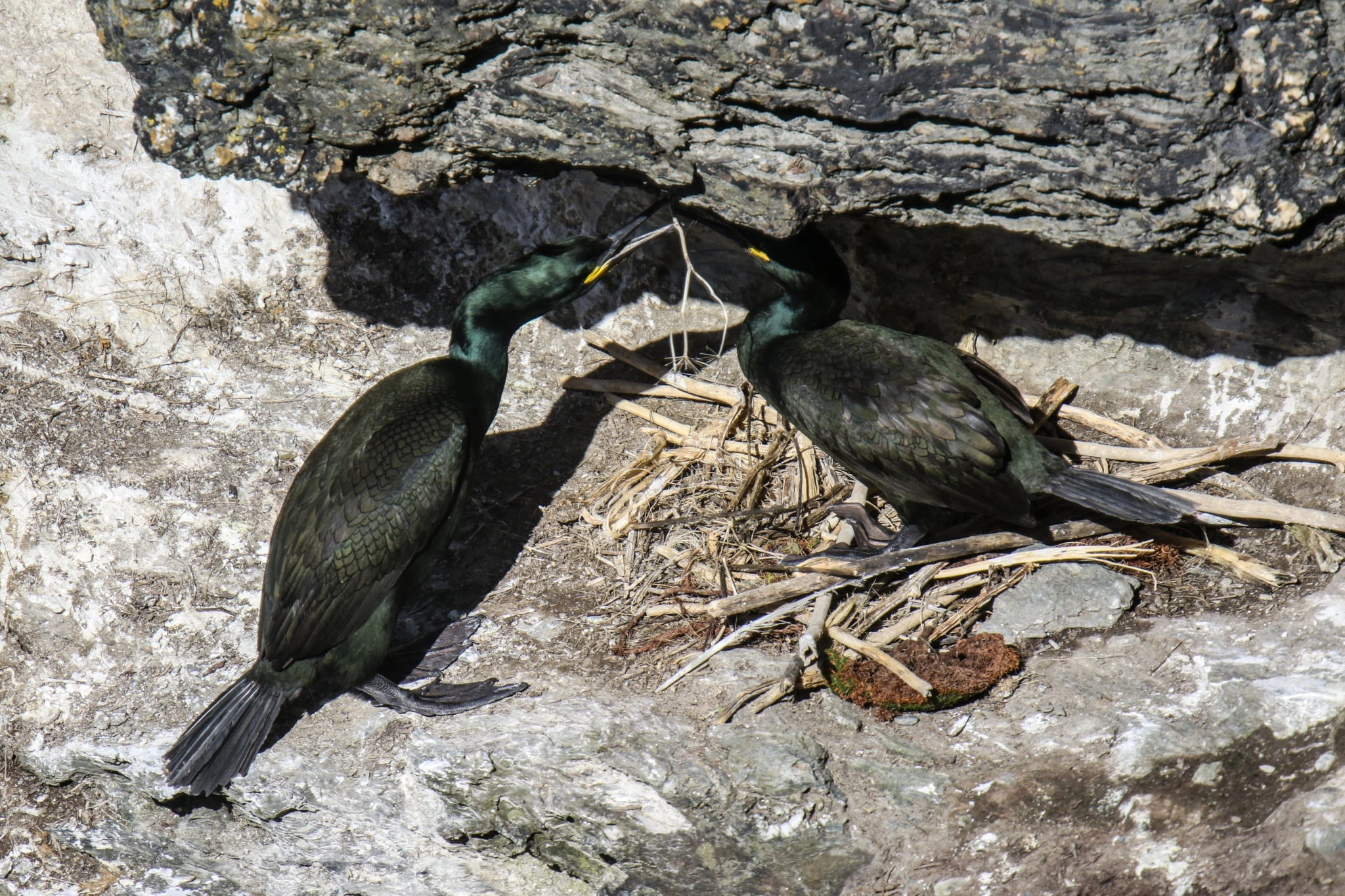 Shags nest building