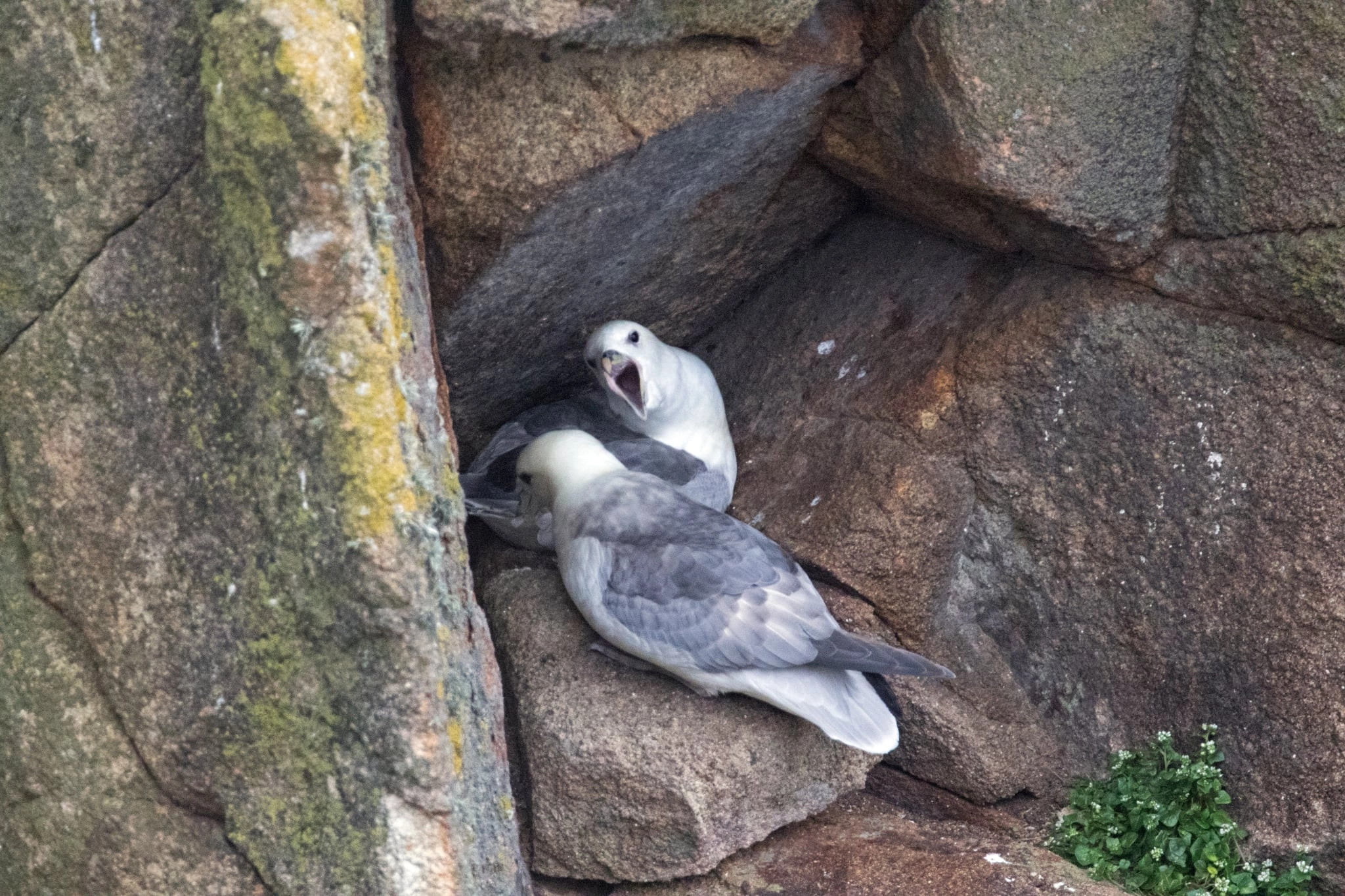 Fulmar on ledges